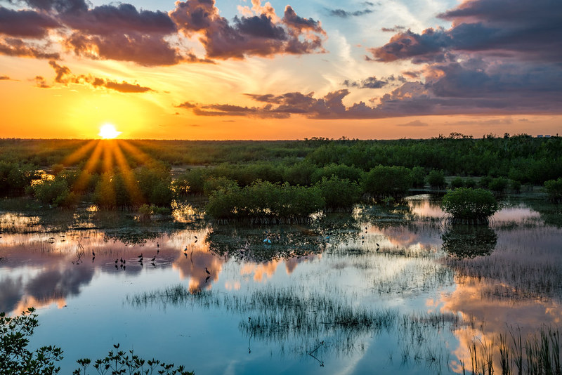 Everglades