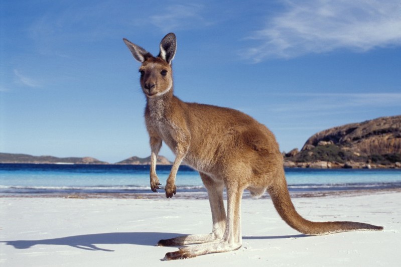 Le kangourou, célèbre marsupial en Australie
