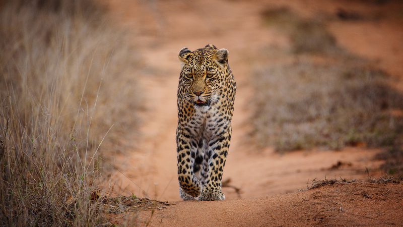 Sabi Sands