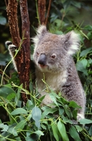 Le koala : une espèce endémique d'Australie