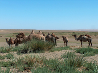 Les chameaux de Mongolie