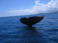 La baleine, une espèce spectaculaire du lagon de Mayotte