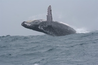 Découvrez les baleines du Pacifique au Costa Rica