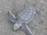 Ponte d'une tortue