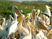 Pélicans sur les bords du fleuve Sénégal