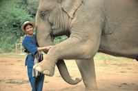 Découverte des éléphants d'Asie à Khao Sok