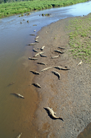 Crocodiles à Tarcoles