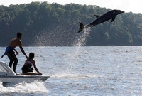 Partez à la rencontre des dauphins dans le Pacifique sud au Costa Rica