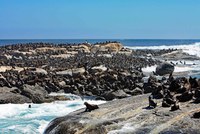 Duiker Island