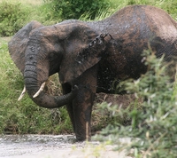 Découvrez l'Afrique du Sud et ses éléphants