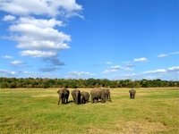 Eléphants sauvages du Sri Lanka