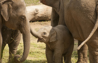 Eléphants Thaïlande