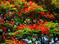 Arbre flamboyant coloré au mois de décembre