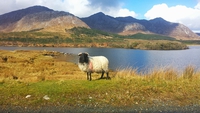 ireland-2324895_960_720