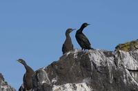 Découverte de la faune en Islande