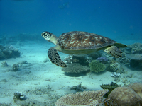 La tortue verte, présente sur la plage de N'Gouja à Mayotte