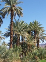 Les palmiers, symbole des déserts chauds