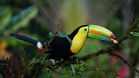 keel-billed-toucan-g83997a667_1920