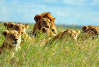 En Afrique du Sud, ils sont les rois de la Savane