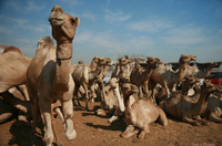 Les camélidés, symbole du Sahara