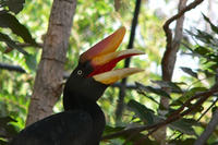 Oiseau coloré vivant au sein de la forêt tropicale