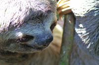 La rencontre avec les paresseux est fréquente au Costa Rica