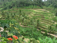 Rizière à Ubud