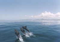 Rencontre avec les dauphins lors d'une sortie en mer