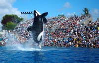 Seaworld