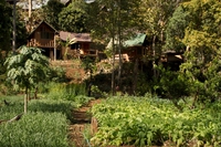 Maison d'hôte dans la jungle thaïlandaise