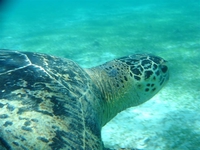 Deux espèces de tortues vivent à Mayotte dont la tortue verte