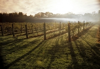 L'Australie possède de grands domaines dans des régions viticoles de renommée